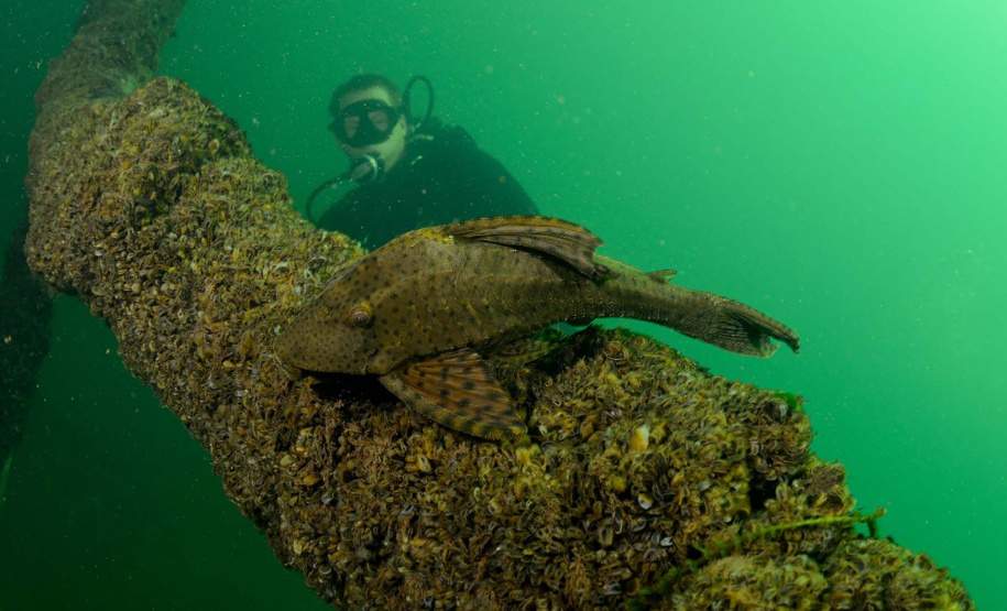 Localizado no Noroeste do Paraná, a cerca de 173 quilômetros de Maringá,  Porto Rico vem se tornando um destino cada vez mais procurado para férias e lazer nos fins de semana. O município de pouco mais de 3 mil habitantes é banhado pelo Rio Paraná, o que propicia aproveitar praias de água doce, a prática de esportes aquáticos, passeios de barco e lancha, além da pesca. Curitiba, 08-11-2019-Foto: Fabio Dias/Acervo EPR