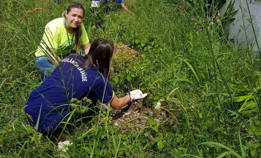 A Secretaria da Saúde do Paraná orienta a manter os ambientes limpos e organizados para evitar o aparecimento de animais peçonhentos, como aranhas, escorpiões, serpentes, que têm maior incidência em períodos de calor. Dados de 2018 indicam que no Paraná aconteceram mais de 18 mil acidentes com algum tipo de animal peçonhento.Foto: Divulgação/SESA