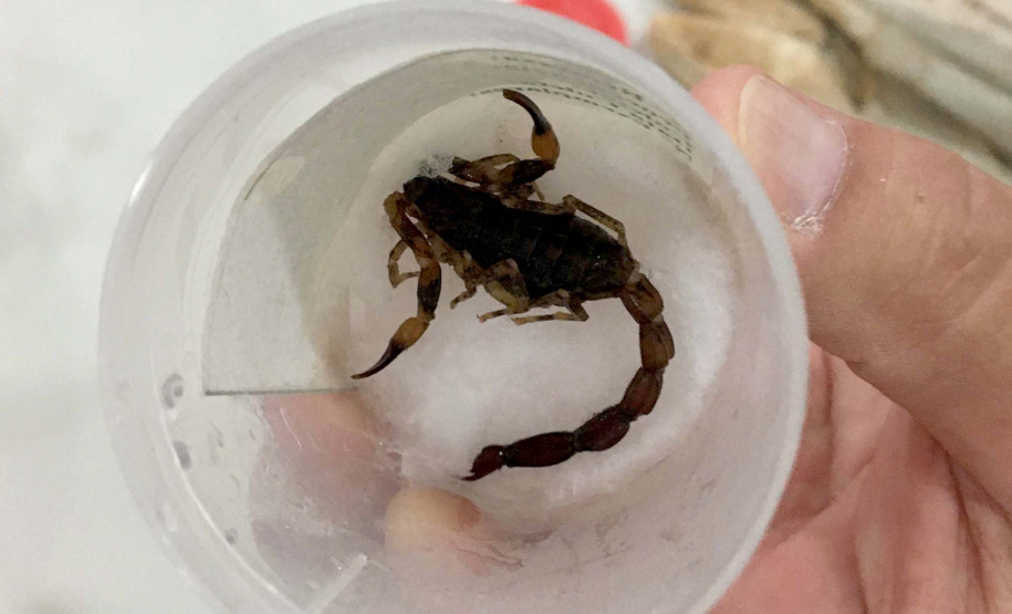 A Secretaria da Saúde do Paraná orienta a manter os ambientes limpos e organizados para evitar o aparecimento de animais peçonhentos, como aranhas, escorpiões, serpentes, que têm maior incidência em períodos de calor. Dados de 2018 indicam que no Paraná aconteceram mais de 18 mil acidentes com algum tipo de animal peçonhento.Foto: Divulgação/SESA