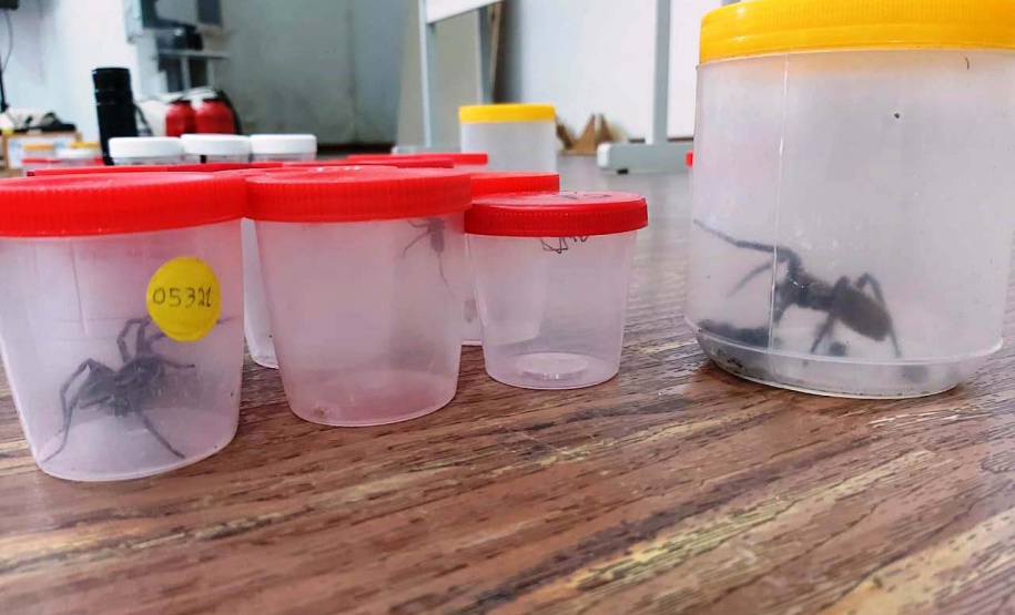 A Secretaria da Saúde do Paraná orienta a manter os ambientes limpos e organizados para evitar o aparecimento de animais peçonhentos, como aranhas, escorpiões, serpentes, que têm maior incidência em períodos de calor. Dados de 2018 indicam que no Paraná aconteceram mais de 18 mil acidentes com algum tipo de animal peçonhento.Foto: Divulgação/SESA