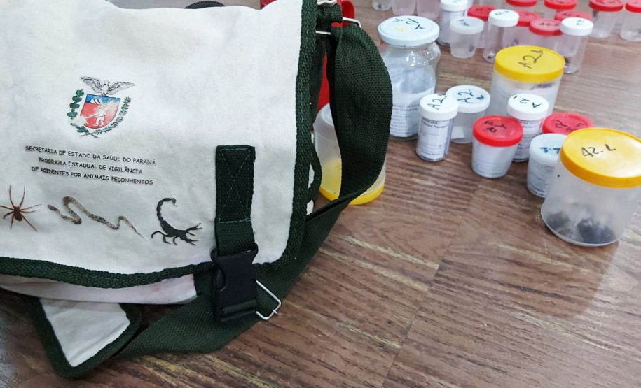 A Secretaria da Saúde do Paraná orienta a manter os ambientes limpos e organizados para evitar o aparecimento de animais peçonhentos, como aranhas, escorpiões, serpentes, que têm maior incidência em períodos de calor. Dados de 2018 indicam que no Paraná aconteceram mais de 18 mil acidentes com algum tipo de animal peçonhento.Foto: Divulgação/SESA