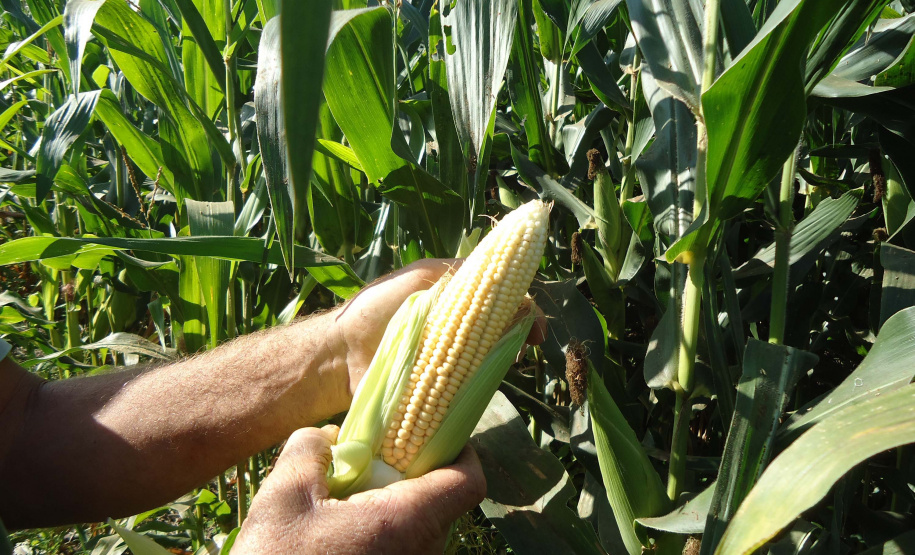 No município de Palmas, na região de Pato Branco, os produtores estão fazendo o plantio de milho para a produção de silagem