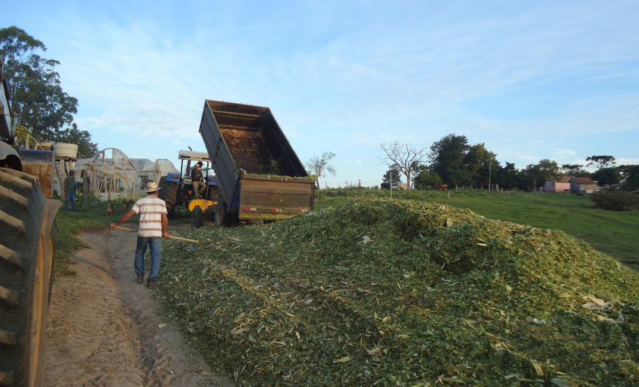 No município de Palmas, na região de Pato Branco, os produtores estão fazendo o plantio de milho para a produção de silagem. Eles sabem que a qualidade depende de cuidados que começam agora. A escolha da semente, o cultivo e o ponto de colheita vão influenciar diretamente o valor nutritivo do alimento a ser oferecido para o gado.Foto: Divulgação/Emater