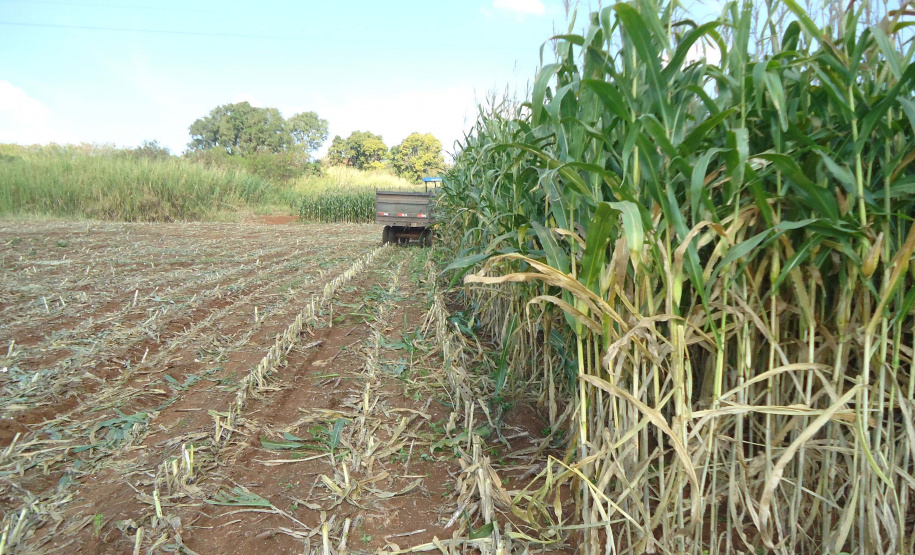 No município de Palmas, na região de Pato Branco, os produtores estão fazendo o plantio de milho para a produção de silagem. Eles sabem que a qualidade depende de cuidados que começam agora. A escolha da semente, o cultivo e o ponto de colheita vão influenciar diretamente o valor nutritivo do alimento a ser oferecido para o gado.Foto: Divulgação/Emater
