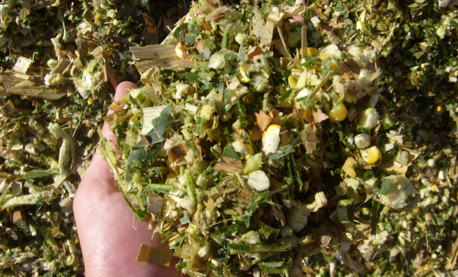 No município de Palmas, na região de Pato Branco, os produtores estão fazendo o plantio de milho para a produção de silagem. Eles sabem que a qualidade depende de cuidados que começam agora. A escolha da semente, o cultivo e o ponto de colheita vão influenciar diretamente o valor nutritivo do alimento a ser oferecido para o gado.Foto: Divulgação/Emater