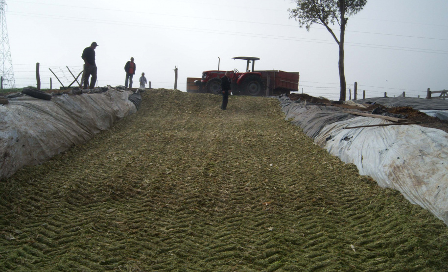 No município de Palmas, na região de Pato Branco, os produtores estão fazendo o plantio de milho para a produção de silagem. Eles sabem que a qualidade depende de cuidados que começam agora. A escolha da semente, o cultivo e o ponto de colheita vão influenciar diretamente o valor nutritivo do alimento a ser oferecido para o gado.Foto: Divulgação/Emater