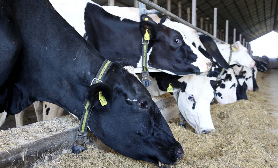 Termina em 30 de novembro o prazo para atualização cadastral de rebanho em todo o Paraná. Produtores rurais que detêm sob sua responsabilidade animais de interesse econômico de qualquer espécie precisam fazer o cadastro, pelo site da Agência de Defesa Agropecuária do Paraná (Adapar) (http://www.produtor.adapar.pr.gov.br/comprovacaorebanho), ou nas Unidades Locais da Adapar, Escritórios de Atendimento do Município e sindicatos rurais. Foto: Jaelson Lucas/AEN