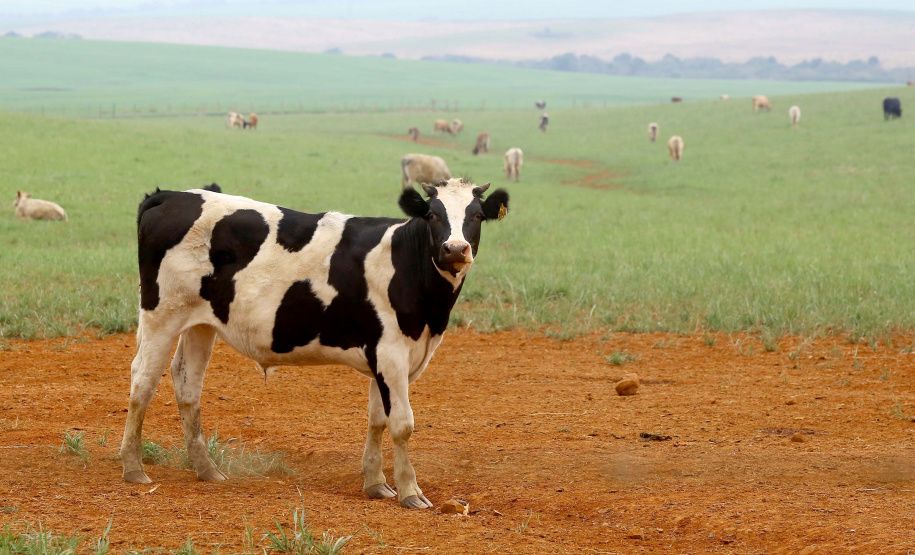 Termina em 30 de novembro o prazo para atualização cadastral de rebanho em todo o Paraná. Produtores rurais que detêm sob sua responsabilidade animais de interesse econômico de qualquer espécie precisam fazer o cadastro, pelo site da Agência de Defesa Agropecuária do Paraná (Adapar) (http://www.produtor.adapar.pr.gov.br/comprovacaorebanho), ou nas Unidades Locais da Adapar, Escritórios de Atendimento do Município e sindicatos rurais. Foto: Jaelson Lucas/AEN