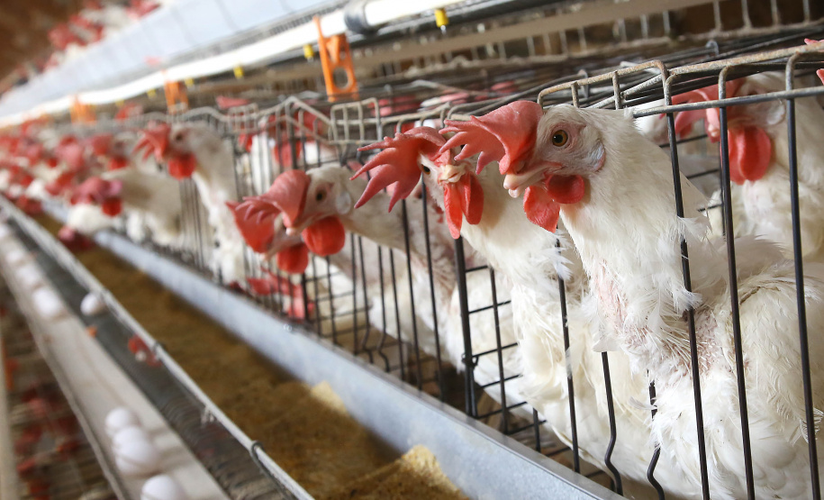 Termina em 30 de novembro o prazo para atualização cadastral de rebanho em todo o Paraná. Produtores rurais que detêm sob sua responsabilidade animais de interesse econômico de qualquer espécie precisam fazer o cadastro, pelo site da Agência de Defesa Agropecuária do Paraná (Adapar) (http://www.produtor.adapar.pr.gov.br/comprovacaorebanho), ou nas Unidades Locais da Adapar, Escritórios de Atendimento do Município e sindicatos rurais. Foto: Jaelson Lucas/AEN