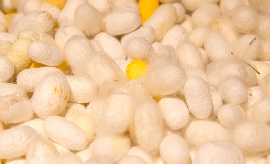 Paraná ingressa na rede internacional da seda. Foto:www.silkinlyon.com/presse/