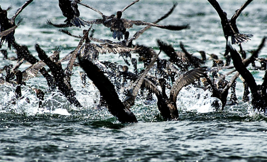 Bacias hidrográficas do Paraná abrigam belezas e potencial turístico.Foto: Denis Ferreira Netto/SEDEST