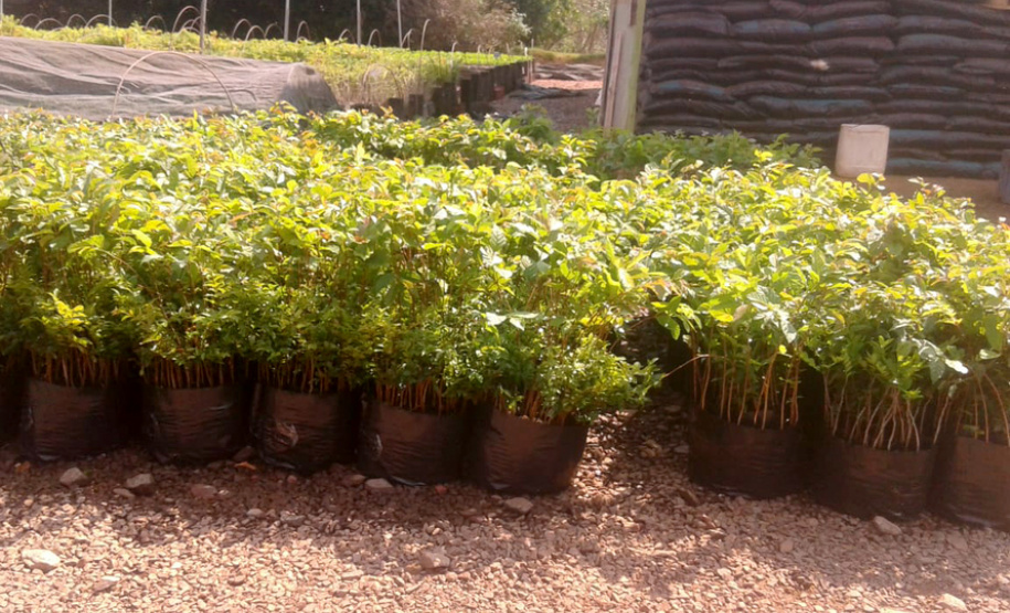 IAP vai participar do projeto Águas da Serra . Foto: Arquivo/SEDEST