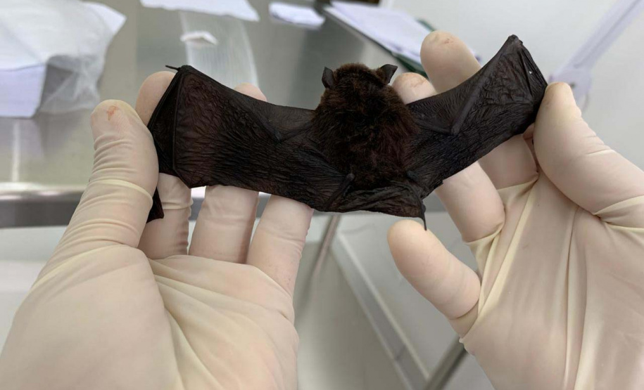 Saúde capacita técnicos na identificação de morcegos. Foto: SESA