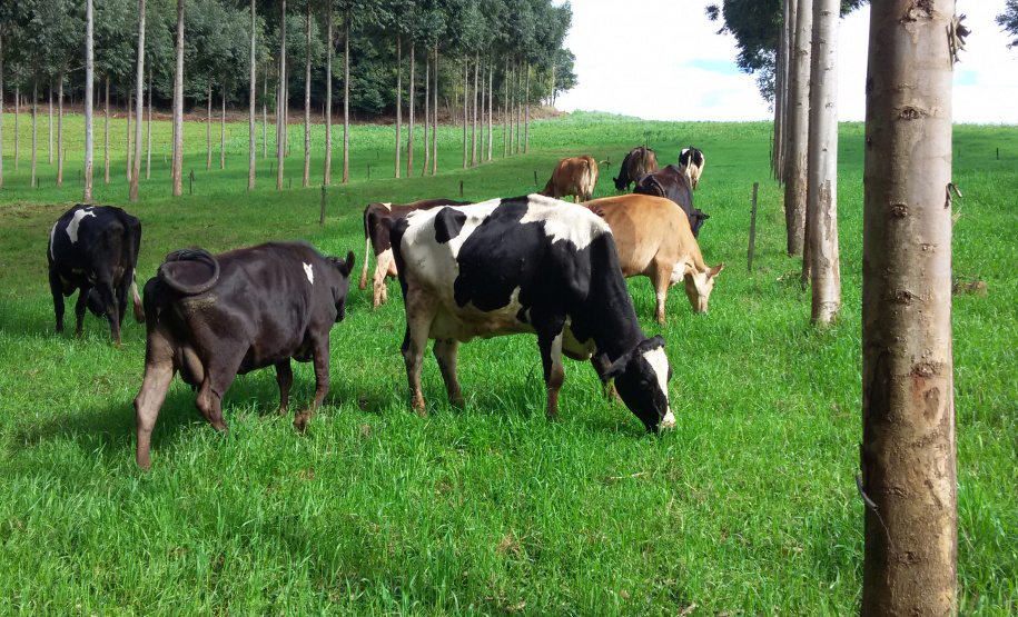 O trabalho do Instituto Emater com produtores da região de Francisco Beltrão trouxe um aumento médio de 35% na produção diária de leite por vaca, o que representa quase 3 mil litros a mais por mês em cada propriedade. O incremento na renda das famílias foi significativo e houve ainda redução do custo de produção. Foto: Emater