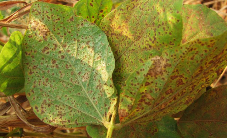 Agricultura alerta produtores sobre riscos da ferrugem asiática. Foto: Ocepar - Arquivo AEN