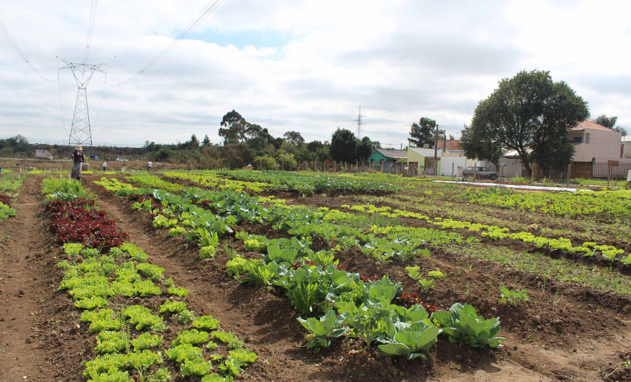 Um convênio assinado nesta terça-feira (03) vai garantir a implantação de nove hortas urbanas em Cascavel e a manutenção de 36. A iniciativa integra o programa Hortas Comunitárias do Departamento de Segurança Alimentar e Nutricional (Desan) e vai beneficiar diretamente 270 famílias. O valor do convênio é R$ 428,6 mil, com repasse de R$ 399,9 mil da Secretaria de Estado da Agricultura e do Abastecimento e a contrapartida do município de R$ 28,6 mil. Foto:SEAB