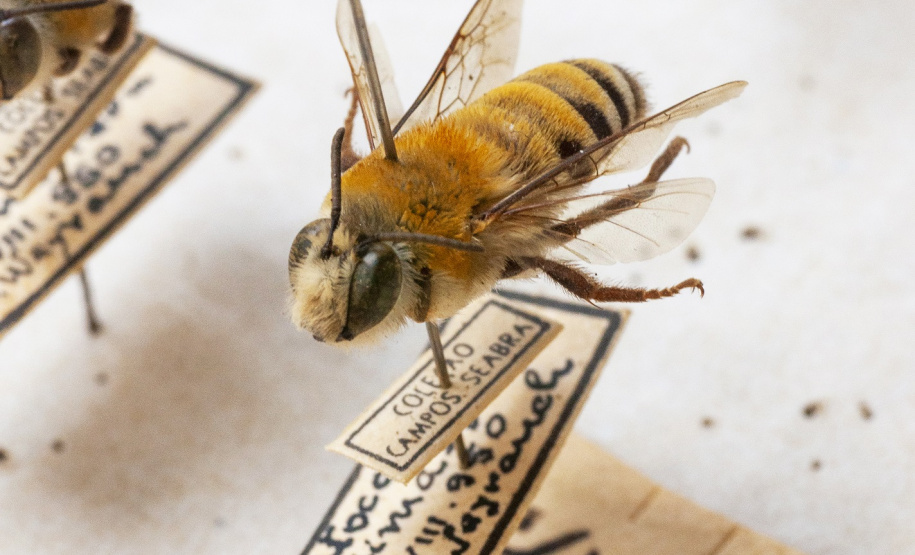 Coleção de insetos que pertenceu a Jesus Moure. Acervo Departamento de Zoologia UFPR. Foto Ingrid Schmaedecke.