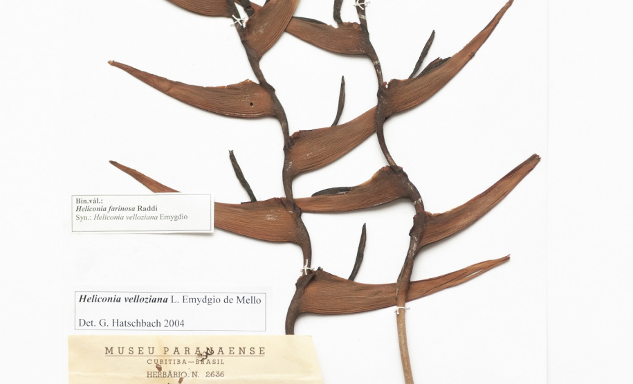 Exsicata de Heliconia velloziana, coletada por Günther Tessmann. Acervo Herbário Municipal de Curitiba. Foto Ingrid Schmaedecke.