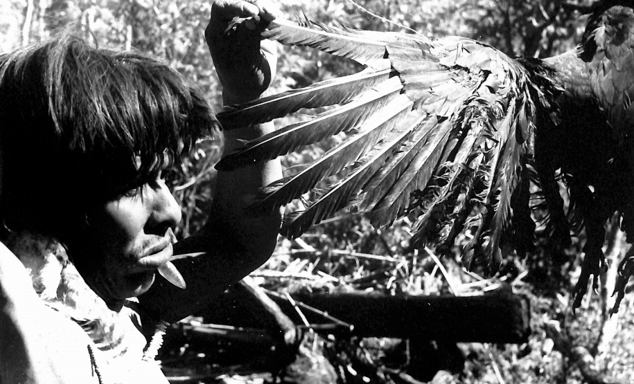 Etnia Xetá. Urubu utilizado em ritual, década de 1950. Coleção Vladimir Kozák. Acervo Museu Paranaense. Foto de Vladimir Kozák.