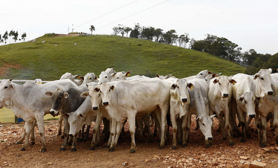 Paraná e Santa Catarina vão fortalecer defesa agropecuária. Foto: Arnaldo Alves/AEN