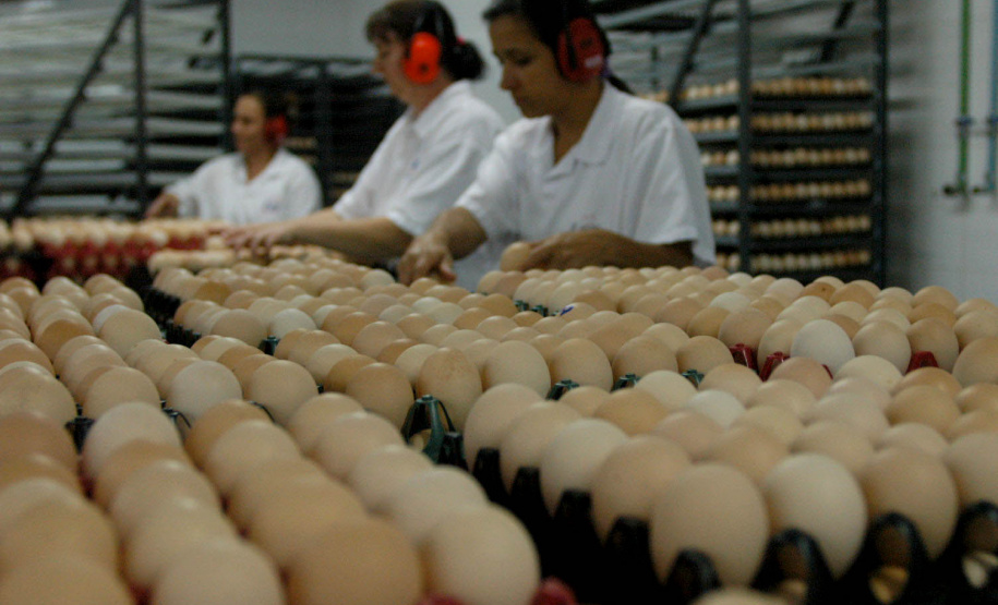 IBGE reforça Paraná como destaque em produção de proteínas. Foto: Jonas Oliveira/Arquivo/AEN
