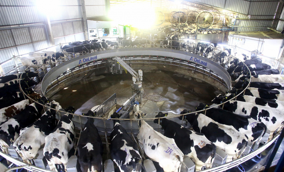 IBGE reforça Paraná como destaque em produção de proteínas. Foto: Jaelson Lucas/AEN