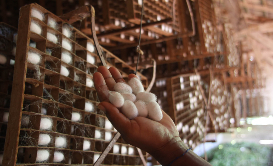 Paraná vai expandir
produção do fio da seda. Foto: Jonas Oliveira/Arquivo - AEN