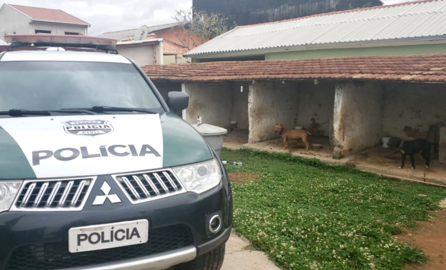 Em continuidade às investigações de uma rinha internacional de cães, que funcionava em Mairiporã (SP), a Polícia Civil do Paraná resgatou mais cinco cães da raça pitbull em São José dos Pinhais, na Região Metropolitana de Curitiba (RMC), nesta terça-feira (17). Os animais foram encontrados em situação de maus-tratos na casa do treinador preso na rinha, no sábado. Foto:SESP