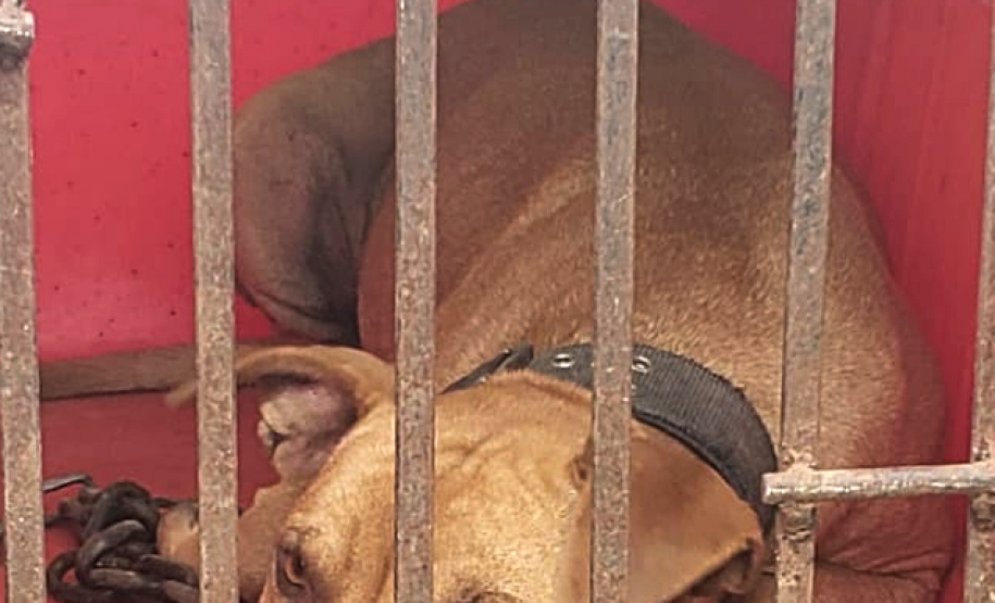 Em continuidade às investigações de uma rinha internacional de cães, que funcionava em Mairiporã (SP), a Polícia Civil do Paraná resgatou mais cinco cães da raça pitbull em São José dos Pinhais, na Região Metropolitana de Curitiba (RMC), nesta terça-feira (17). Os animais foram encontrados em situação de maus-tratos na casa do treinador preso na rinha, no sábado. Foto:SESP