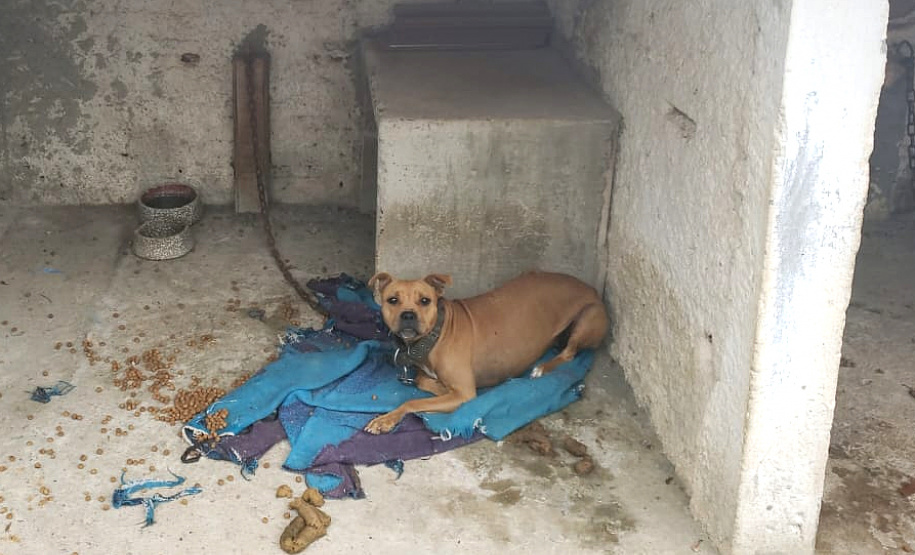 Em continuidade às investigações de uma rinha internacional de cães, que funcionava em Mairiporã (SP), a Polícia Civil do Paraná resgatou mais cinco cães da raça pitbull em São José dos Pinhais, na Região Metropolitana de Curitiba (RMC), nesta terça-feira (17). Os animais foram encontrados em situação de maus-tratos na casa do treinador preso na rinha, no sábado. Foto:SESP