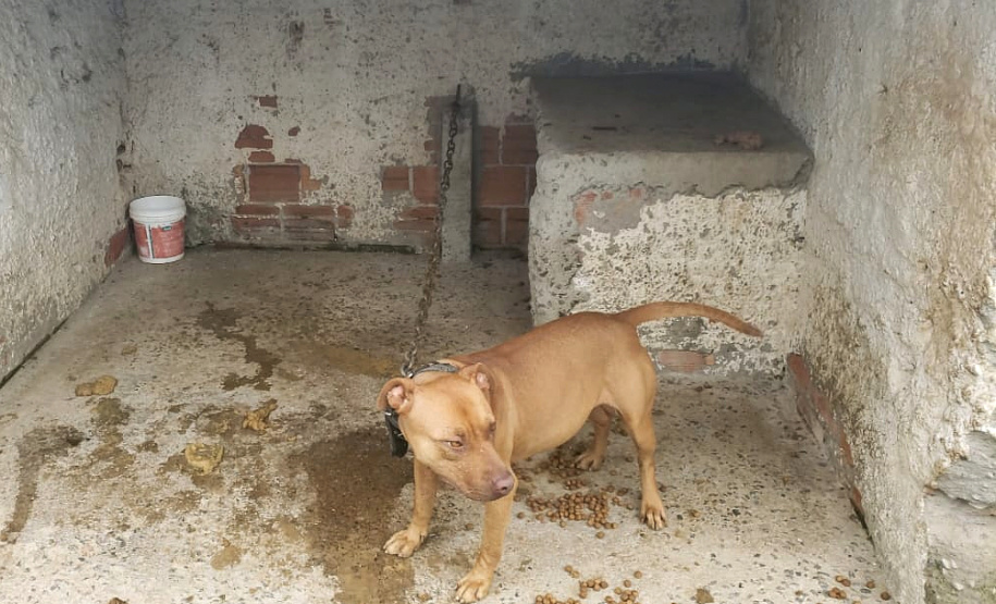 Em continuidade às investigações de uma rinha internacional de cães, que funcionava em Mairiporã (SP), a Polícia Civil do Paraná resgatou mais cinco cães da raça pitbull em São José dos Pinhais, na Região Metropolitana de Curitiba (RMC), nesta terça-feira (17). Os animais foram encontrados em situação de maus-tratos na casa do treinador preso na rinha, no sábado. Foto:SESP
