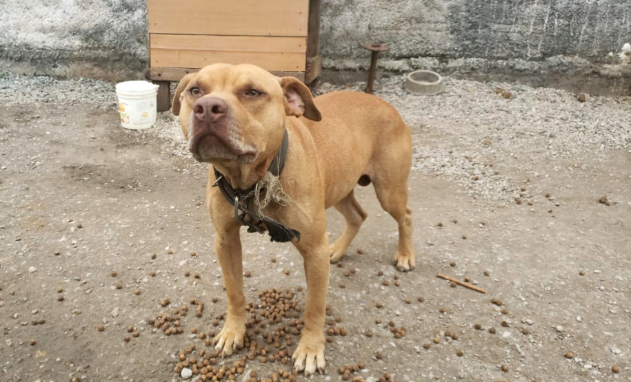 Em continuidade às investigações de uma rinha internacional de cães, que funcionava em Mairiporã (SP), a Polícia Civil do Paraná resgatou mais cinco cães da raça pitbull em São José dos Pinhais, na Região Metropolitana de Curitiba (RMC), nesta terça-feira (17). Os animais foram encontrados em situação de maus-tratos na casa do treinador preso na rinha, no sábado. Foto:SESP