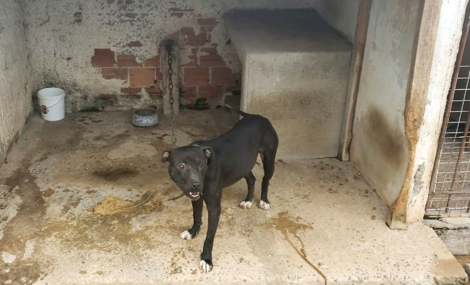 Em continuidade às investigações de uma rinha internacional de cães, que funcionava em Mairiporã (SP), a Polícia Civil do Paraná resgatou mais cinco cães da raça pitbull em São José dos Pinhais, na Região Metropolitana de Curitiba (RMC), nesta terça-feira (17). Os animais foram encontrados em situação de maus-tratos na casa do treinador preso na rinha, no sábado. Foto:SESP