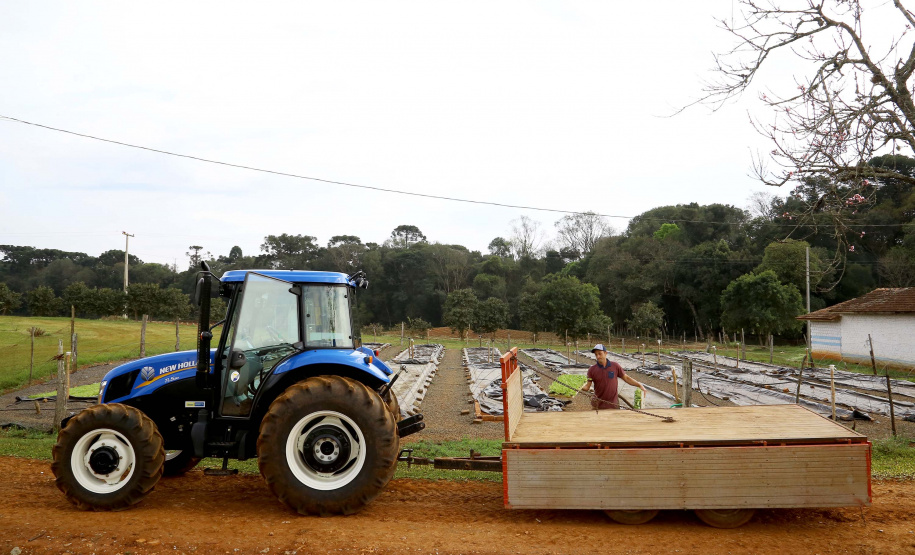 Trator solidário, Plantação de fumo. Na imagem Lucas Geraldo. Ipiranga, 12/09/2019 Foto: Jaelson Lucas / AEN
