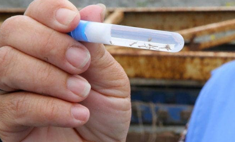 Pesquisadores da UEM desenvolvem teste rápido e seguro contra a dengue. Foto: UEM