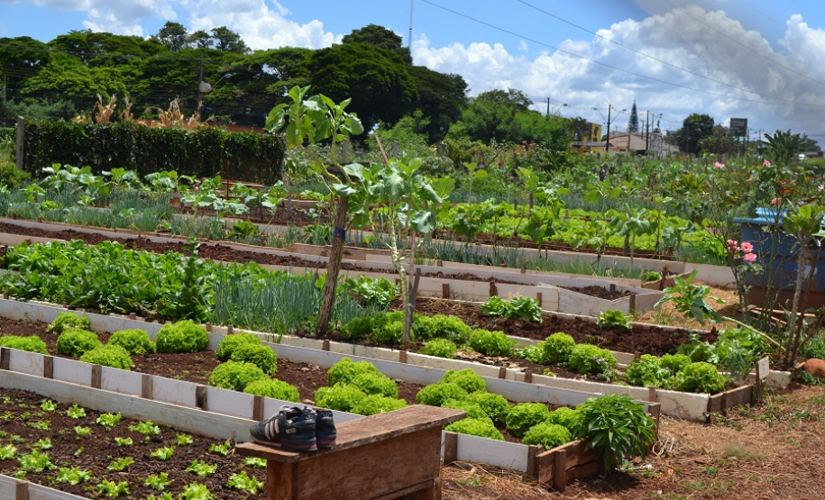 O Cultivar Energia, programa corporativo da Copel que objetiva montar hortas comunitárias em imóveis sob as linhas de transmissão e distribuição, completou seis anos em 2019. Já são 15 mil metros quadrados com nova paisagem e mais de 120 famílias atendidas, em Cascavel, Maringá e Ponta Grossa, podendo atingir 150 com a instalação da horta em Curitiba.Foto: Arquivo/AEN