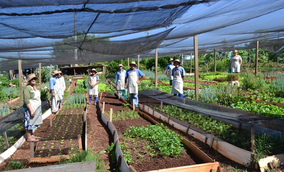 O Cultivar Energia, programa corporativo da Copel que objetiva montar hortas comunitárias em imóveis sob as linhas de transmissão e distribuição, completou seis anos em 2019. Já são 15 mil metros quadrados com nova paisagem e mais de 120 famílias atendidas, em Cascavel, Maringá e Ponta Grossa, podendo atingir 150 com a instalação da horta em Curitiba.Foto: Arquivo/AEN
