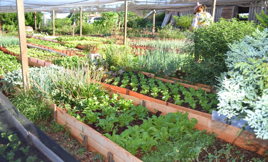 O Cultivar Energia, programa corporativo da Copel que objetiva montar hortas comunitárias em imóveis sob as linhas de transmissão e distribuição, completou seis anos em 2019. Já são 15 mil metros quadrados com nova paisagem e mais de 120 famílias atendidas, em Cascavel, Maringá e Ponta Grossa, podendo atingir 150 com a instalação da horta em Curitiba.Foto: Arquivo/AEN