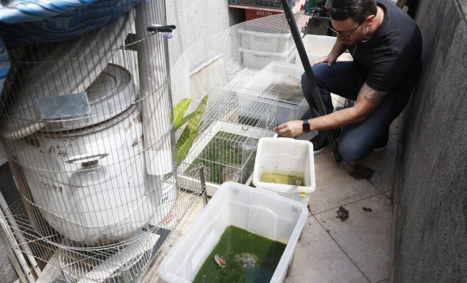 A Polícia Civil do Paraná (PCPR) apreendeu aproximadamente 70 animais silvestres em cativeiro em uma clínica veterinária, no bairro Batel, em Curitiba. A ação aconteceu nesta segunda-feira (06). Dois médicos veterinários responsáveis pelo local foram autuados. Macacos, papagaios, araras, tartarugas, iguanas, dragão-de-barba, lagarto e aranhas estão entre os animais resgatados.Foto:SESP