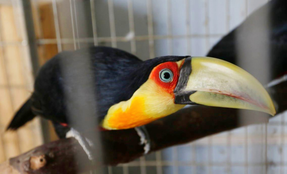 A Polícia Civil do Paraná (PCPR) apreendeu aproximadamente 70 animais silvestres em cativeiro em uma clínica veterinária, no bairro Batel, em Curitiba. A ação aconteceu nesta segunda-feira (06). Dois médicos veterinários responsáveis pelo local foram autuados. Macacos, papagaios, araras, tartarugas, iguanas, dragão-de-barba, lagarto e aranhas estão entre os animais resgatados.Foto:SESP