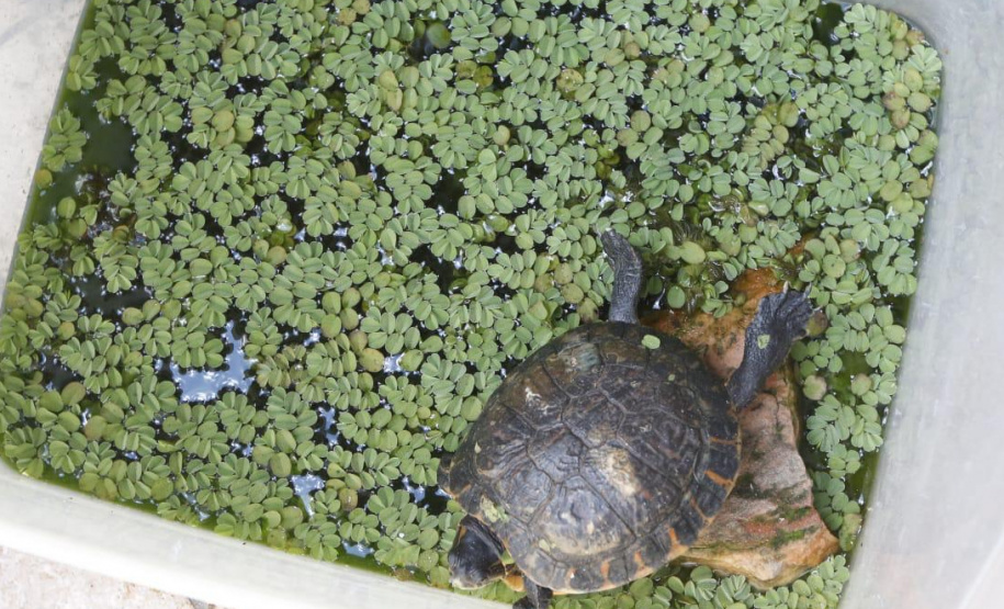 A Polícia Civil do Paraná (PCPR) apreendeu aproximadamente 70 animais silvestres em cativeiro em uma clínica veterinária, no bairro Batel, em Curitiba. A ação aconteceu nesta segunda-feira (06). Dois médicos veterinários responsáveis pelo local foram autuados. Macacos, papagaios, araras, tartarugas, iguanas, dragão-de-barba, lagarto e aranhas estão entre os animais resgatados.Foto:SESP