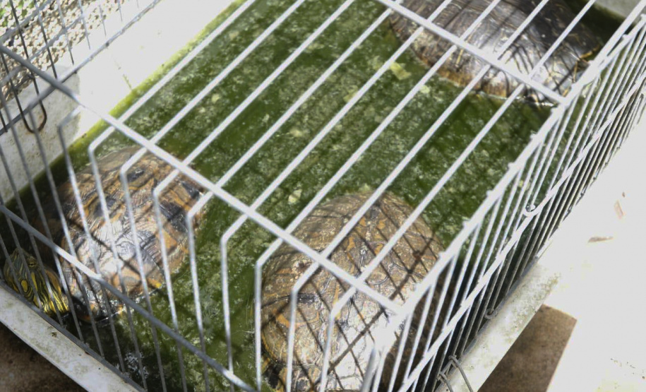 A Polícia Civil do Paraná (PCPR) apreendeu aproximadamente 70 animais silvestres em cativeiro em uma clínica veterinária, no bairro Batel, em Curitiba. A ação aconteceu nesta segunda-feira (06). Dois médicos veterinários responsáveis pelo local foram autuados. Macacos, papagaios, araras, tartarugas, iguanas, dragão-de-barba, lagarto e aranhas estão entre os animais resgatados.Foto:SESP