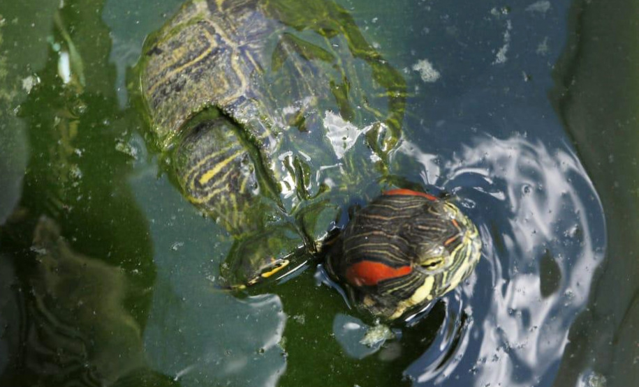 A Polícia Civil do Paraná (PCPR) apreendeu aproximadamente 70 animais silvestres em cativeiro em uma clínica veterinária, no bairro Batel, em Curitiba. A ação aconteceu nesta segunda-feira (06). Dois médicos veterinários responsáveis pelo local foram autuados. Macacos, papagaios, araras, tartarugas, iguanas, dragão-de-barba, lagarto e aranhas estão entre os animais resgatados.Foto:SESP