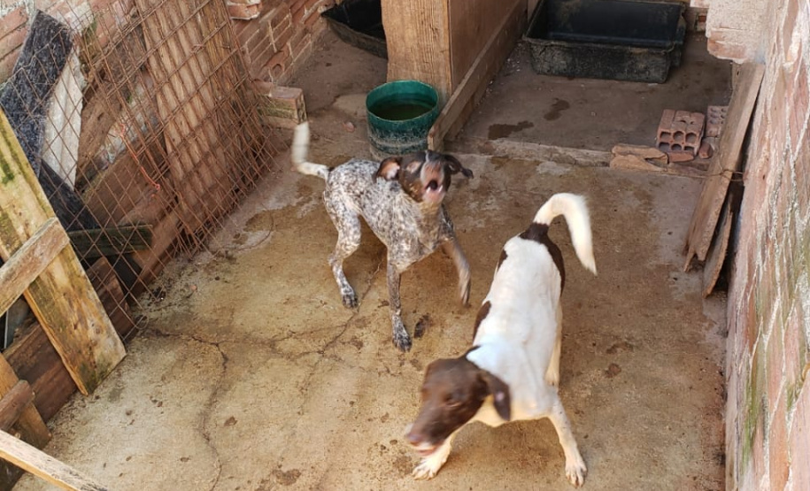 A Polícia Civil do Paraná (PCPR) fez nesta quarta-feira (08), em Guaratuba, uma ação de prevenção a maus-tratos a animais. Policiais civis, médicos veterinários e técnicos da vigilância sanitária fiscalizaram duas residências, no bairro Mirim, para verificar a condição de guarda, saúde e higiene dos animais abrigados nos locais. Foto:SESP
