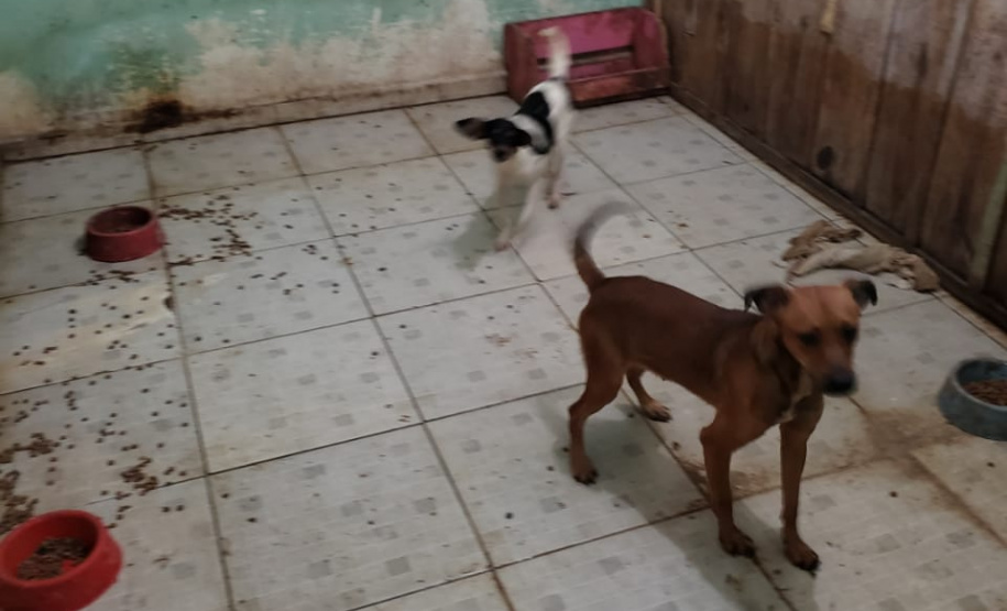 A Polícia Civil do Paraná (PCPR) fez nesta quarta-feira (08), em Guaratuba, uma ação de prevenção a maus-tratos a animais. Policiais civis, médicos veterinários e técnicos da vigilância sanitária fiscalizaram duas residências, no bairro Mirim, para verificar a condição de guarda, saúde e higiene dos animais abrigados nos locais. Foto:SESP