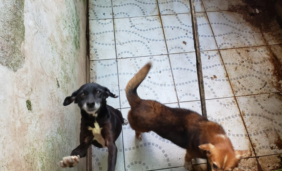 A Polícia Civil do Paraná (PCPR) fez nesta quarta-feira (08), em Guaratuba, uma ação de prevenção a maus-tratos a animais. Policiais civis, médicos veterinários e técnicos da vigilância sanitária fiscalizaram duas residências, no bairro Mirim, para verificar a condição de guarda, saúde e higiene dos animais abrigados nos locais. Foto:SESP