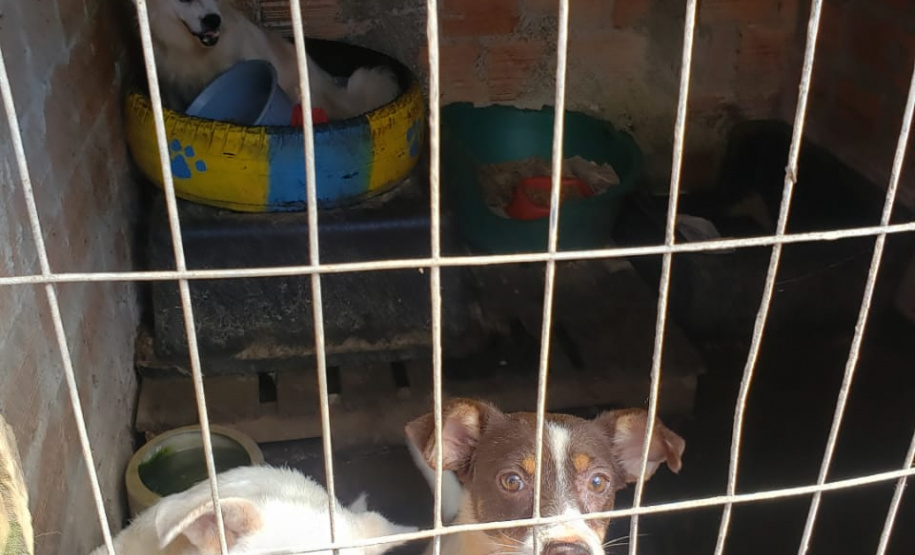A Polícia Civil do Paraná (PCPR) fez nesta quarta-feira (08), em Guaratuba, uma ação de prevenção a maus-tratos a animais. Policiais civis, médicos veterinários e técnicos da vigilância sanitária fiscalizaram duas residências, no bairro Mirim, para verificar a condição de guarda, saúde e higiene dos animais abrigados nos locais. Foto:SESP