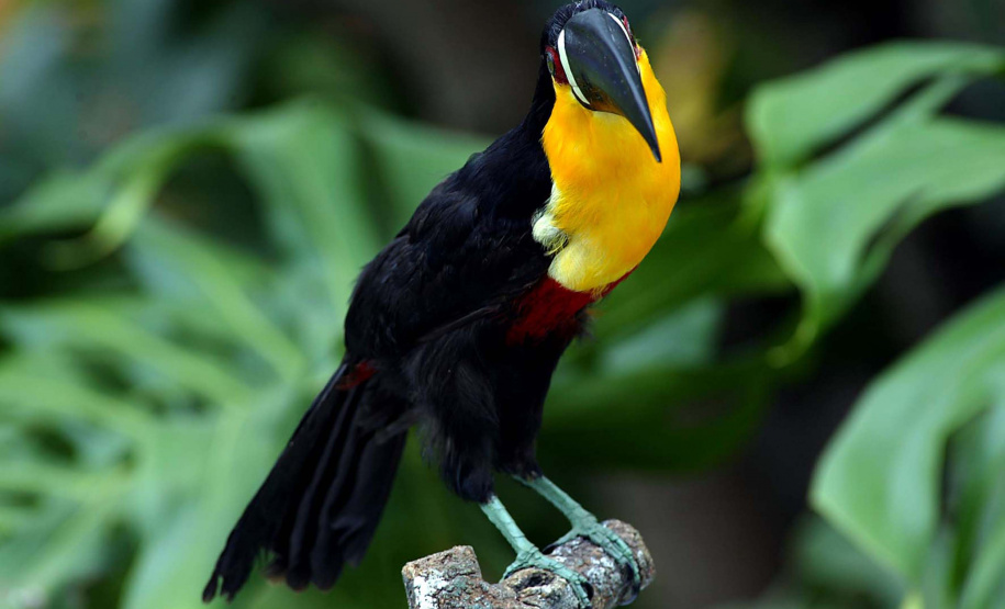 Os órgãos ambientais do Estado estão agora reunidos em um único instituto, vinculado à Secretaria do Desenvolvimento Sustentável e do Turismo. O governador Carlos Massa Ratinho Junior sancionou a Lei número 20.070/19, que autoriza a incorporação do ITCG (Instituto de Terras, Cartografia e Geologia) e do Instituto das Águas do Paraná pelo Instituto Ambiental do Paraná - agora denominado Instituto Água e Terra.Foto:Denis Ferreira Netto/SEDEST