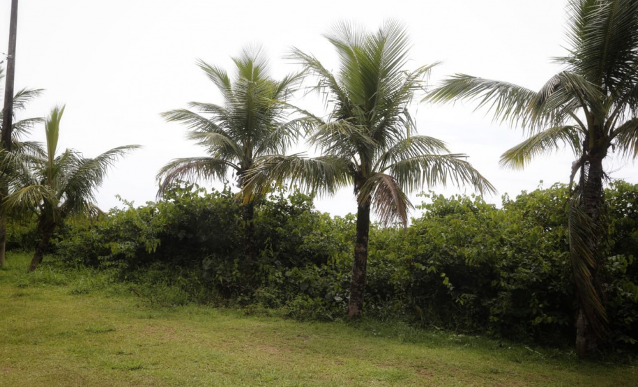 O manejo da restinga no Litoral do Paraná, iniciado nesta última semana, atende uma demanda da população e das prefeituras, e permite maior controle sanitário e de segurança nas cidades que recebem mais turistas durante o verão