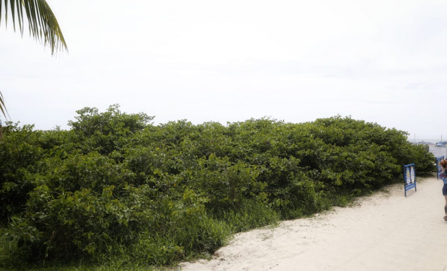 O manejo da restinga no Litoral do Paraná, iniciado nesta última semana, atende uma demanda da população e das prefeituras, e permite maior controle sanitário e de segurança nas cidades que recebem mais turistas durante o verão